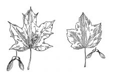 Black and White Leaf Clipart 7