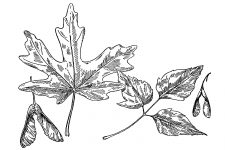 Black and White Leaf Clipart 9
