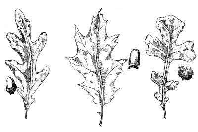 Black and White Leaf Clipart 1