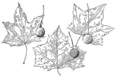 Black and White Leaf Clipart 10