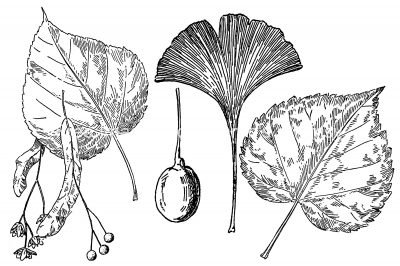Black and White Leaf Clipart 12