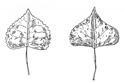 Black and White Leaf Clipart 3