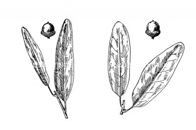 Black and White Leaf Clipart 6