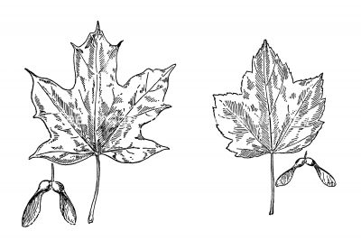 Black and White Leaf Clipart 7
