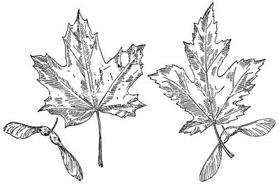 Black and White Leaf Clipart 8