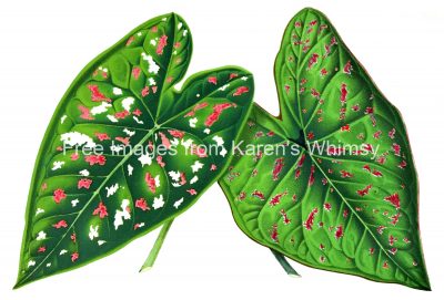 Images Of Leaves 2