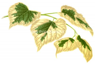 Images Of Leaves 3