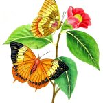Drawings Of Flowers And Butterflies 1