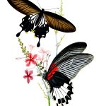 Drawings Of Flowers And Butterflies 10