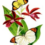 Drawings Of Flowers And Butterflies 3