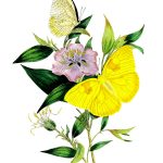 Drawings Of Flowers And Butterflies 5