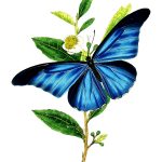 Drawings Of Flowers And Butterflies 6