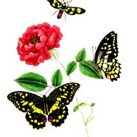 Drawings of Flowers and Butterflies