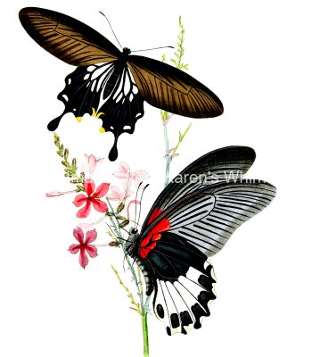 Drawings Of Flowers And Butterflies 10
