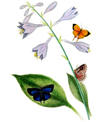 Drawings Of Flowers And Butterflies 11