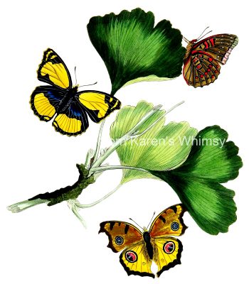 Drawings Of Flowers And Butterflies 13