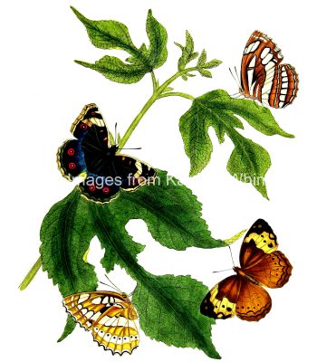 Drawings Of Flowers And Butterflies 15