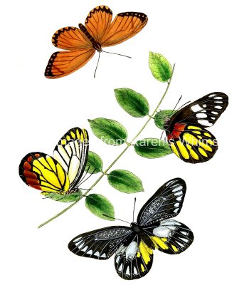 Drawings Of Flowers And Butterflies 2