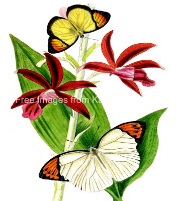 Drawings Of Flowers And Butterflies 3