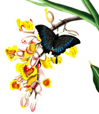 Drawings Of Flowers And Butterflies 4