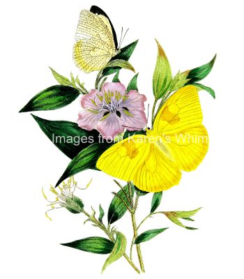 Drawings Of Flowers And Butterflies 5