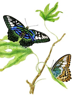 Drawings Of Flowers And Butterflies 7