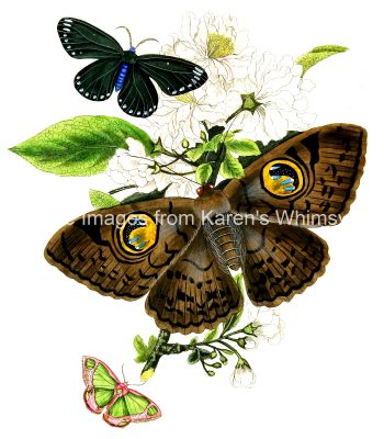 Drawings Of Flowers And Butterflies 8