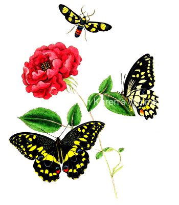 Drawings Of Flowers And Butterflies 9