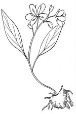 Black And White Flower Clip Art 10