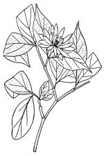 Black And White Flower Clip Art 5