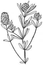 Black And White Flower Clip Art 9