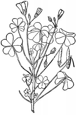 Black And White Flower Clip Art 11