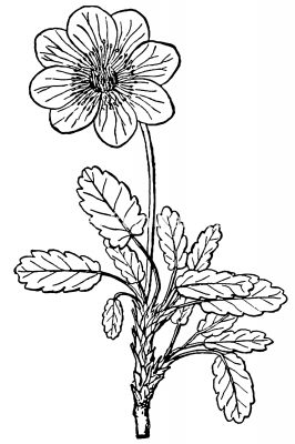 Black And White Flower Clip Art 14