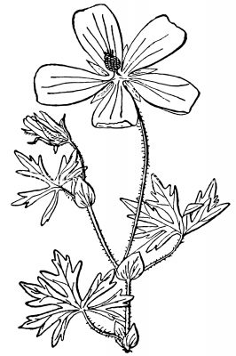 Black And White Flower Clip Art 16