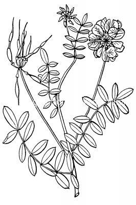 Black And White Flower Clip Art 7