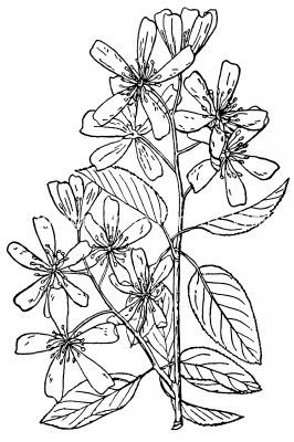 Black And White Flower Clip Art 8