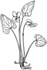 Black And White Clip Art Of Flowers 10