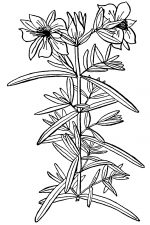 Black And White Clip Art Of Flowers 11