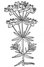 Black And White Clip Art Of Flowers 12