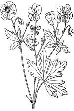 Black And White Clip Art Of Flowers 13