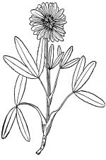 Black And White Clip Art Of Flowers 15