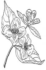 Black And White Clip Art Of Flowers 16
