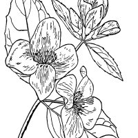 Black and White Clip Art of Flowers