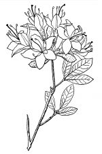 Black And White Clip Art Of Flowers 17