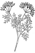 Black And White Clip Art Of Flowers 18
