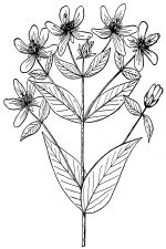 Black And White Clip Art Of Flowers 2