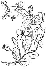 Black And White Clip Art Of Flowers 6