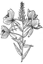 Black And White Clip Art Of Flowers 8