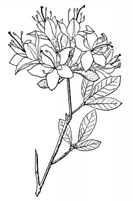 Black And White Clip Art Of Flowers 17