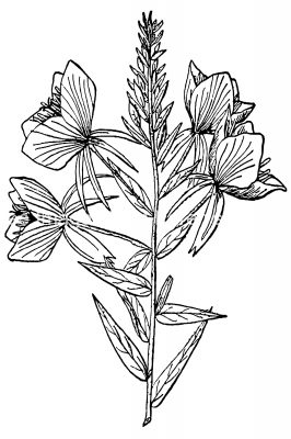 Black And White Clip Art Of Flowers 8
